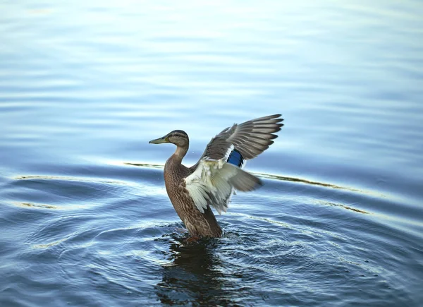 Pato Acalma Asas Flutuando Rive — Fotografia de Stock