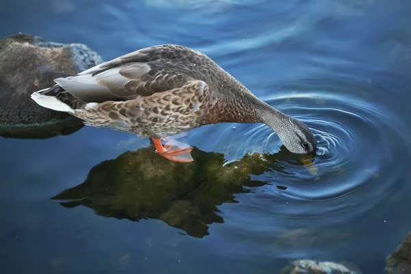 Duck Catches Bread River — Stock Photo, Image