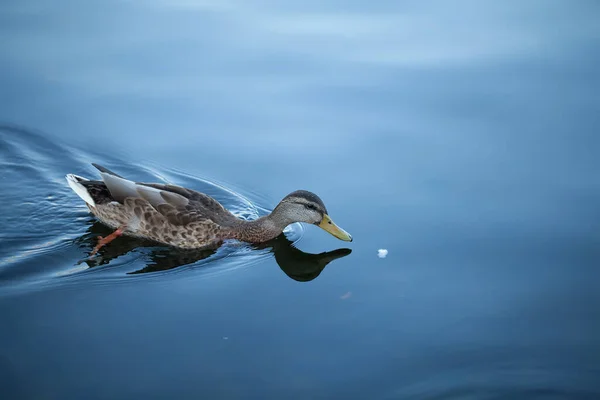 Pato Flutua Atrás Pedaço Pão — Fotografia de Stock