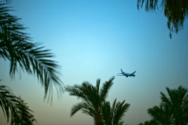 Samolot Odlatuje Niebo Tle Liści Palm — Zdjęcie stockowe