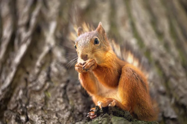 Red Squirrel Sits Wood Doff — Stock Photo, Image