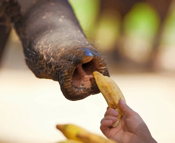 一杆一杆的大象 它从一个女孩手里接过一根香蕉 — 图库照片