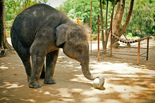 Pequeno Bezerro Elefante Joga Com Uma Bola Zoológico — Fotografia de Stock