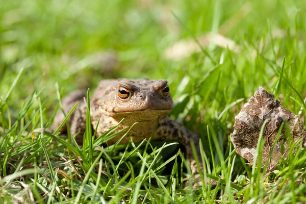 오렌지 두꺼비가 잔디에 — 스톡 사진