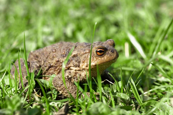 Sapo Marrón Con Ojos Anaranjados Sienta Una Hierba Verde — Foto de Stock