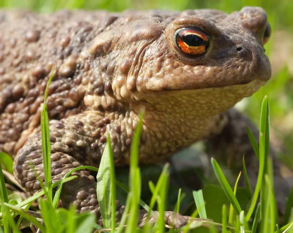 오렌지 두꺼비가 잔디에 — 스톡 사진