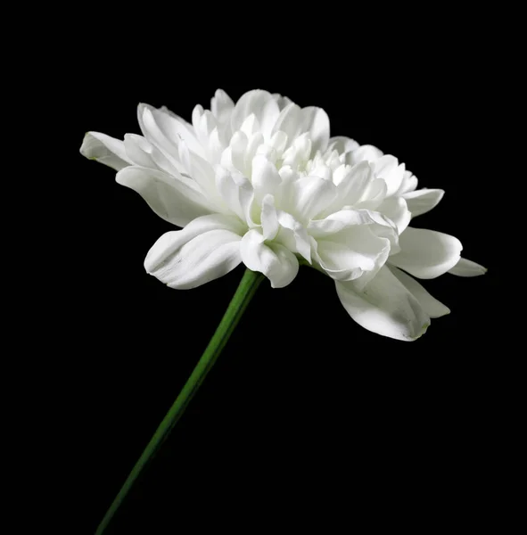 Chrysanthemen Auf Schwarzem Hintergrund — Stockfoto