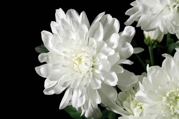 Chrysanthème Sur Fond Noir — Photo