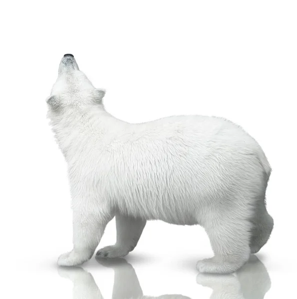 Small Polar Bear Cub Isolated White Background — Stock Photo, Image