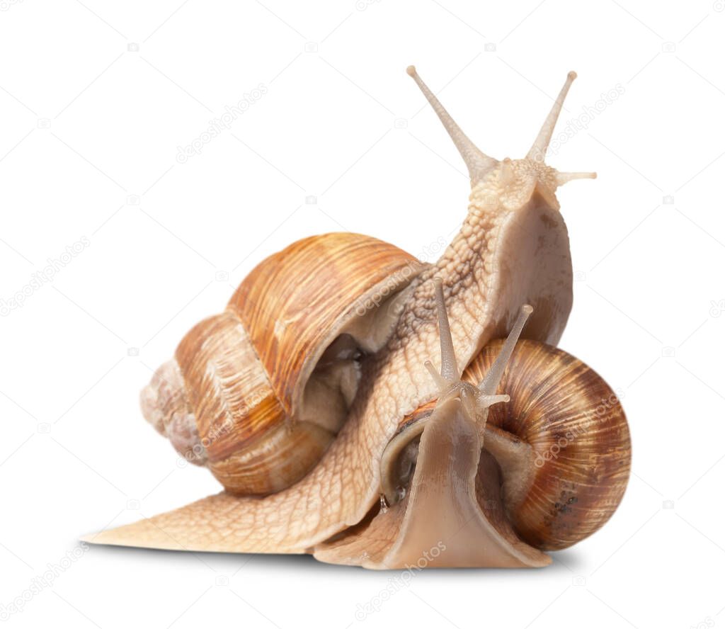 two big snails posing. isolated on white