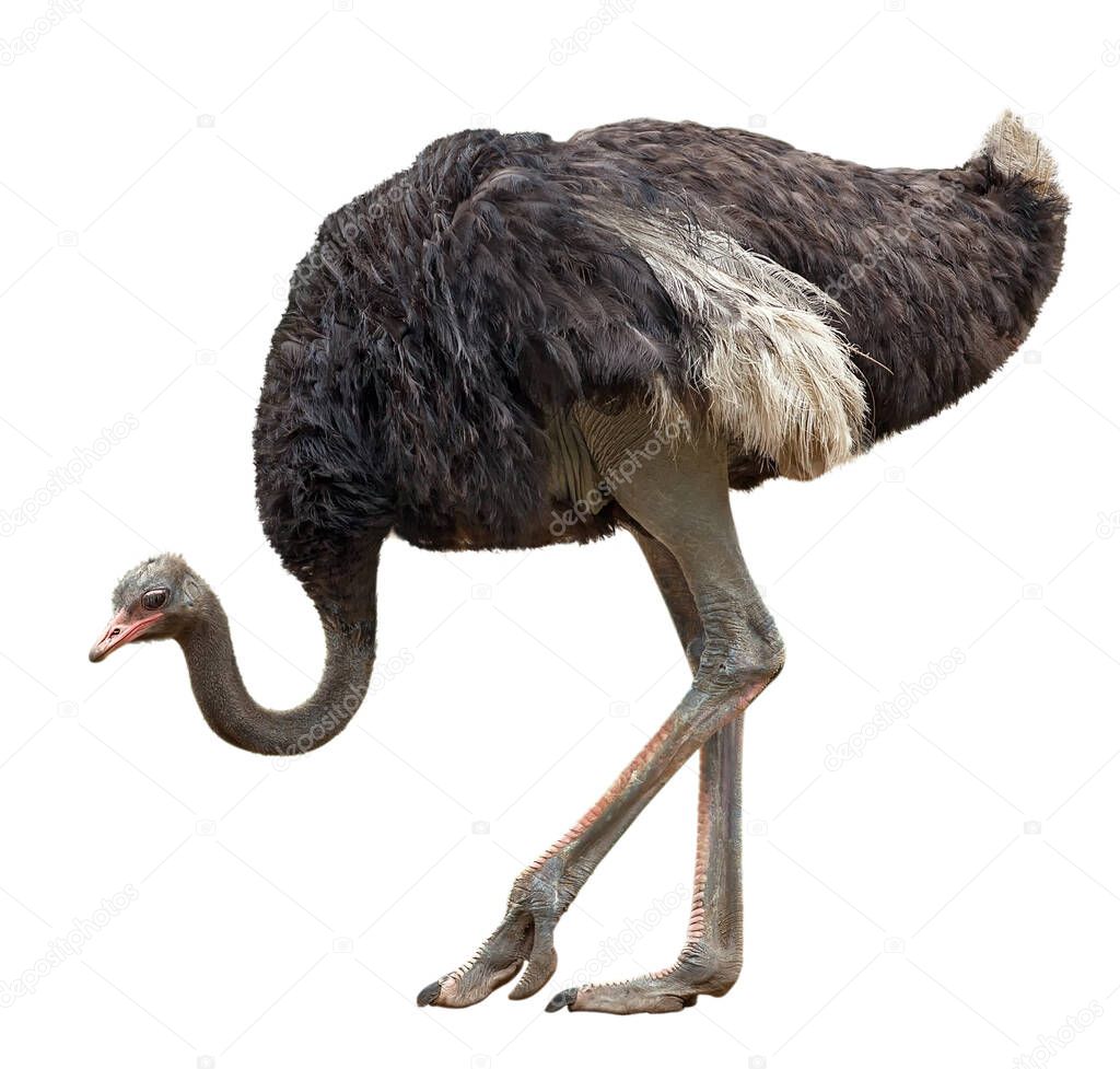 the big black ostrich is isolated on a white background