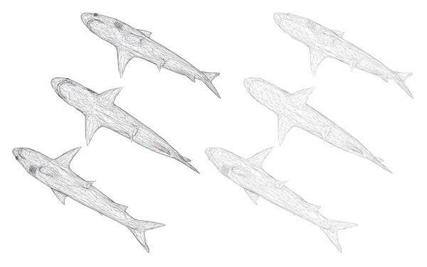 三角形の格子のベクトル3Dサメです 白地に隔離された捕食者 — ストックベクタ