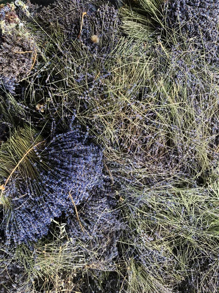 Lavanta topluyorum. Fransa Provence 'deki lavanta köyü. 