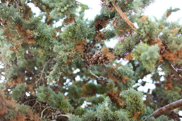 Tahta. Fransa Provence 'deki lavanta köyü. 