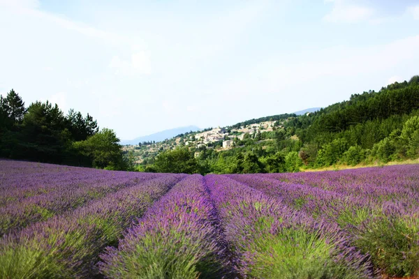 Fransa Provence 'deki lavanta köyü. 