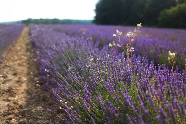 Lavanta. Fransa Provence 'deki lavanta köyü. 