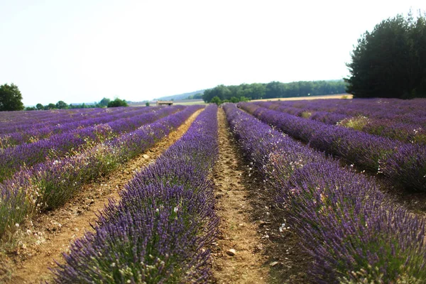 Lavanta. Fransa Provence 'deki lavanta köyü. 