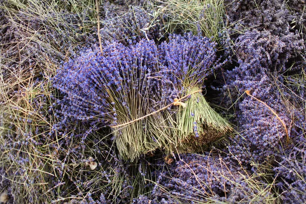 Lavanta topluyorum. Fransa Provence 'deki lavanta köyü. 
