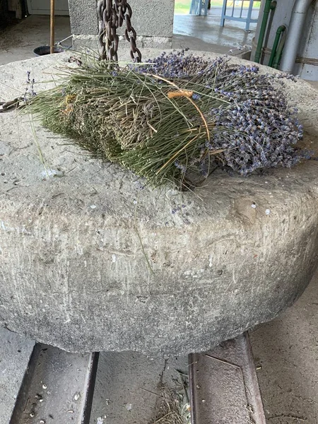 Lavanta topluyorum. Fransa Provence 'deki lavanta köyü. 