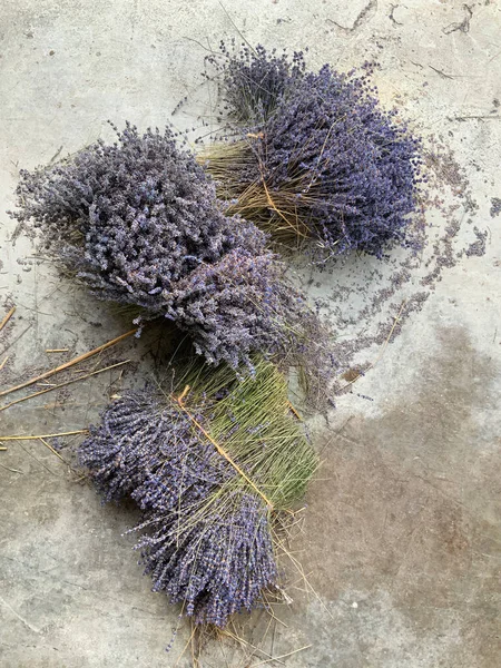 Lavanta topluyorum. Fransa Provence 'deki lavanta köyü. 