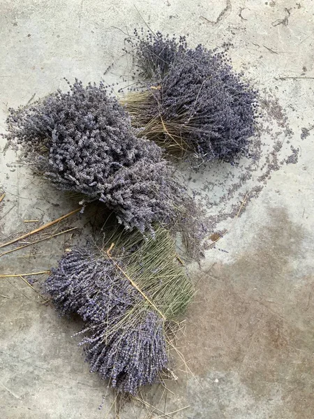Lavanta topluyorum. Fransa Provence 'deki lavanta köyü. 