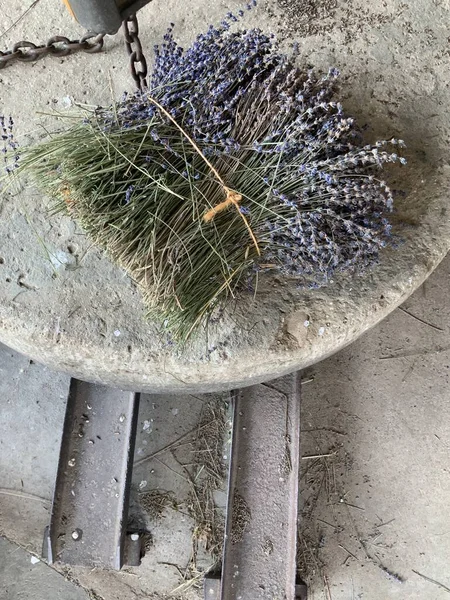 Lavanta topluyorum. Fransa Provence 'deki lavanta köyü. 