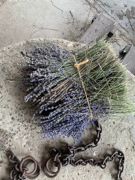 Provence 'den lavanta toplamak