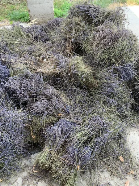 Provence 'den lavanta toplamak