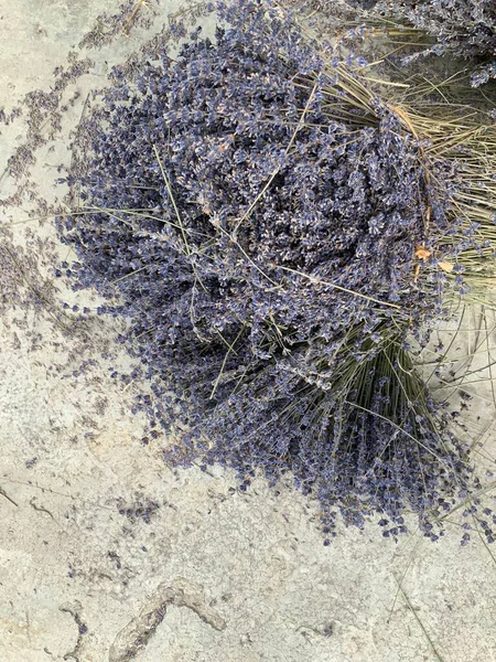 Provence 'den lavanta toplamak