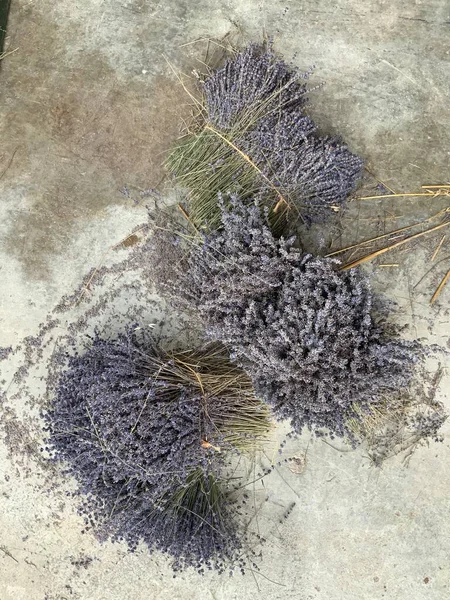 Provence 'den lavanta toplamak