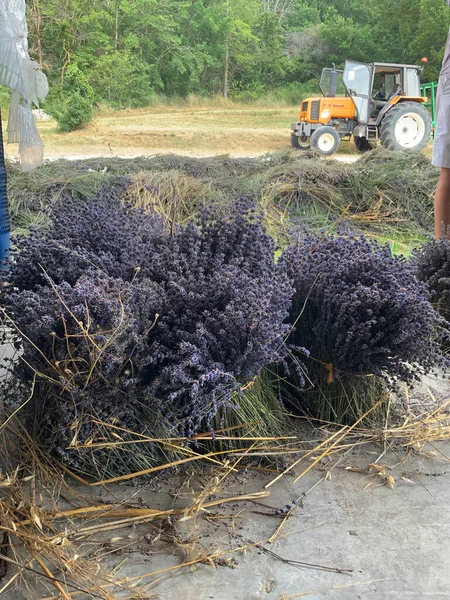 Provence 'den lavanta toplamak