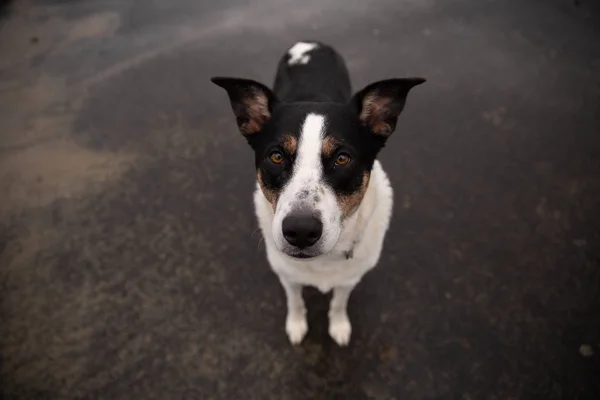 Cute Dog Perked Ears Looking Camera Standing — Stock Photo, Image