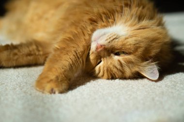 Kedi bir güneş döşeme ters. 