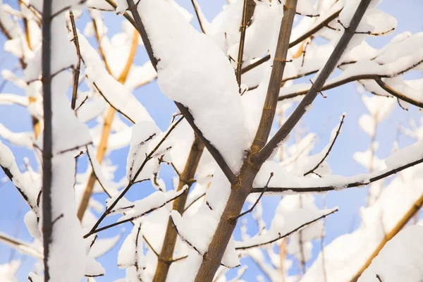 Ramas Árboles Cubiertas Nieve Día Soleado Fondo Invierno Optimista Mínimo — Foto de Stock