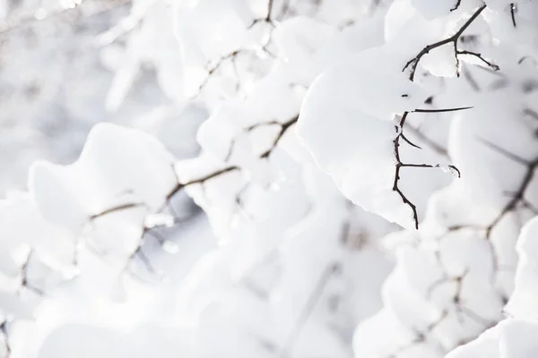 Ramas Árboles Cubiertas Nieve Día Soleado Fondo Invierno Mínimo — Foto de Stock