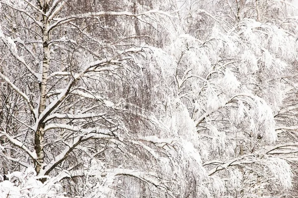 Abedules Cubiertos Nieve Paisaje Invernal Fondo Mínimo — Foto de Stock