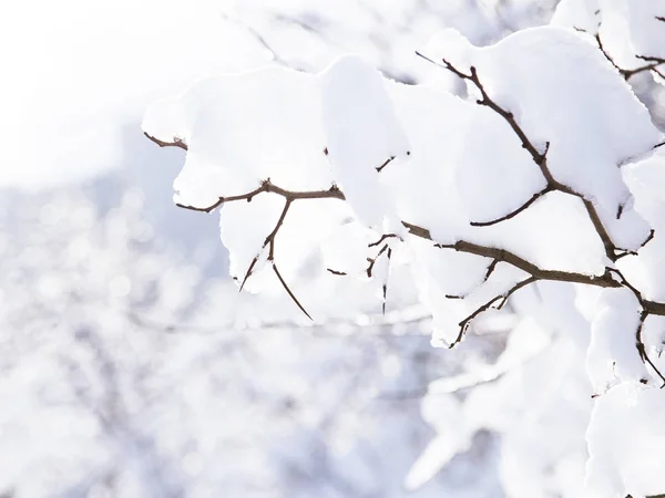Ramas Árboles Cubiertas Nieve Día Soleado Fondo Invierno — Foto de Stock