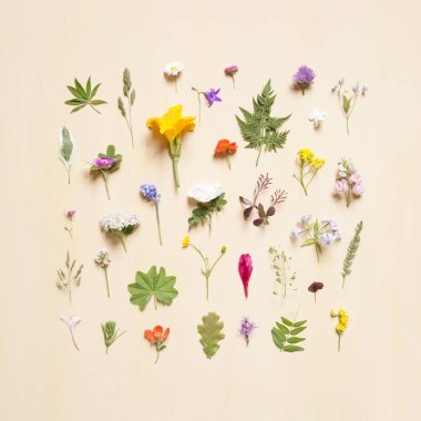 Çeşitli çiçek taze çiçekler, yeşil yaprakları ve pastel arka plan üzerinde otlar topluluğu. Düz yatıyordu. 