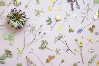 Çeşitli kurutulmuş çiçekler ve pastel arka plan üzerinde bırakır. Düz yatıyordu.