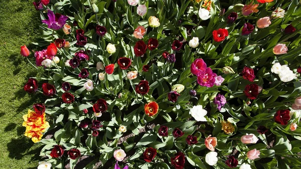 Bright colorful tulips shot from above on summer day. Optimistic background. — Stock Image Bright Colorful Tulips Shot Summer Day Optimistic Background Stock Image