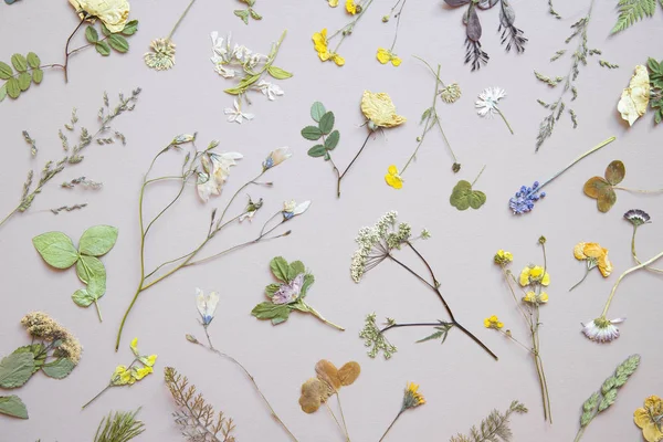 Various dried flowers and leaves on pastel background. Flat lay. — Stock Image Various Dried Flowers Leaves Pastel Background Flat Lay Royalty Free Stock Photos