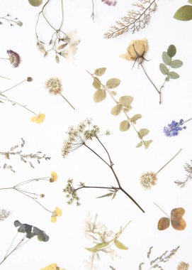 Beyaz arka planda çeşitli kurutulmuş çiçekler ve otlar. Düz yatıyordu. 