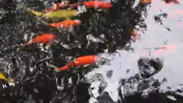 Carpa Koi Nadando Lagoa — Vídeo de Stock