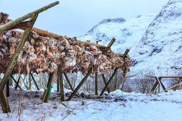 Hoofden Van Stokvis Fisherman Village Een Lofoten Lofoten Eilanden Noorwegen — Stockfoto