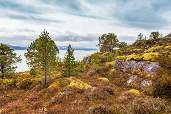 Пейзажний Вид Острів Senja Межі Полярне Коло Норвегії — стокове фото