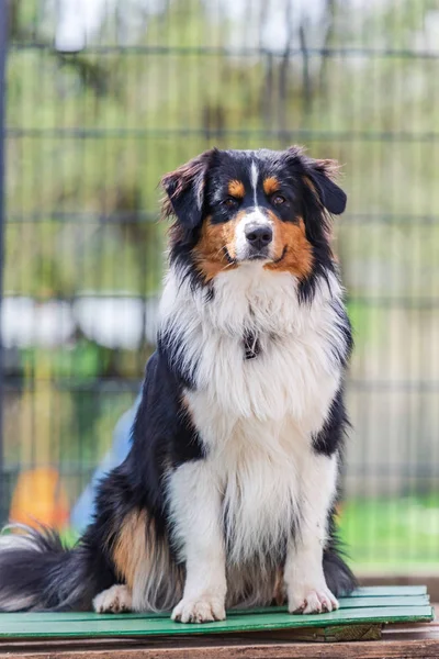 Utomhus Porträtt Australian Shepherd Hunden — Stockfoto