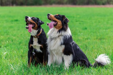 birlikte oynayan çayır on iki genç köpek
