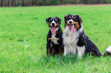 birlikte oynayan çayır on iki genç köpek