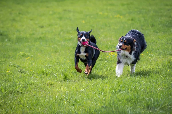 birlikte oynayan çayır on iki genç köpek
