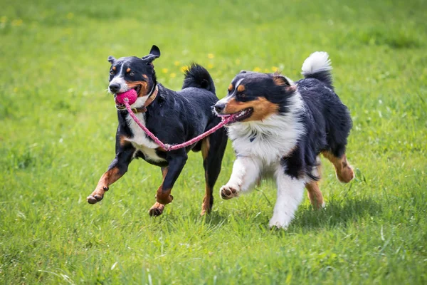 Twee Jonge Honden Spelen Samen Weide — Stockfoto